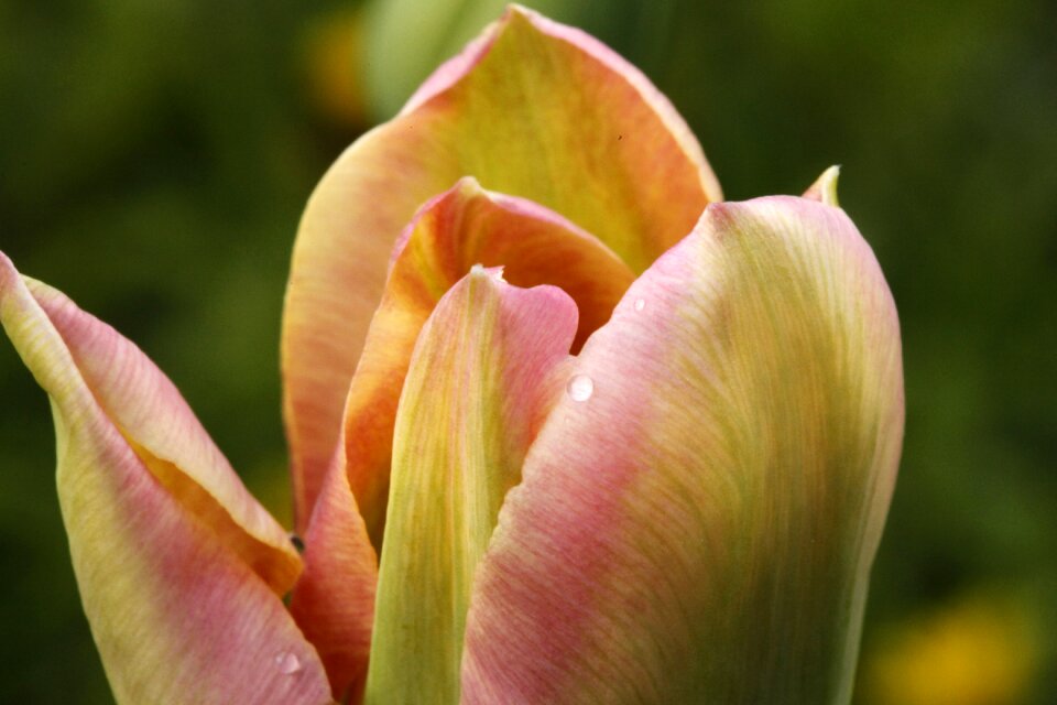 Onion plant macro petals