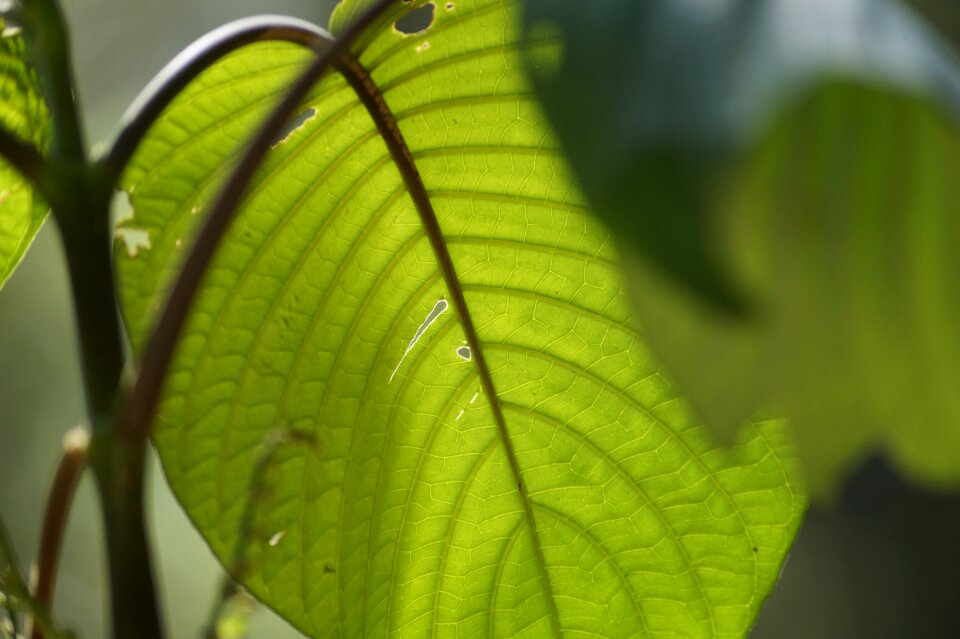 Green flower branch