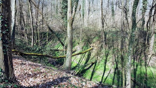 Spring foliage landscape