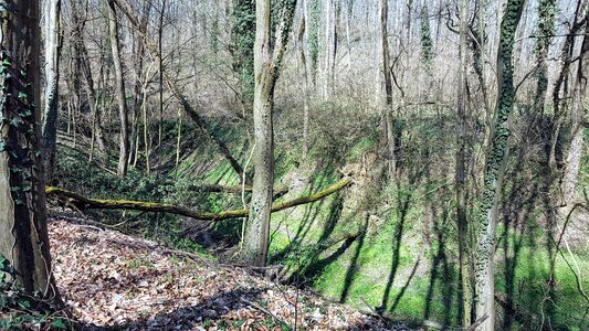 Spring foliage landscape photo