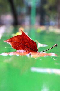 Defoliation lu autumn