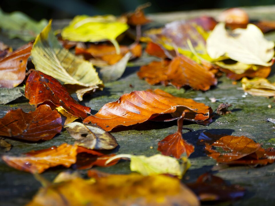 Autumn leaves autumn leaf dead leaf photo