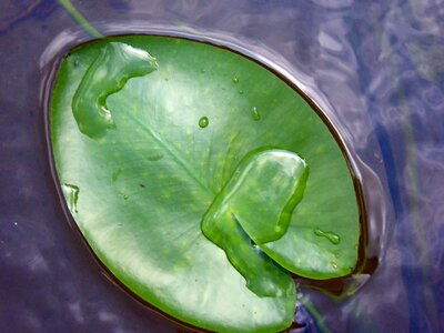Water lily lily pad nature photo