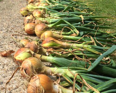 Homegrown food