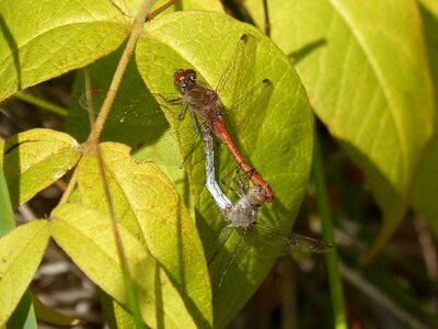 Insects mating mating leaf photo