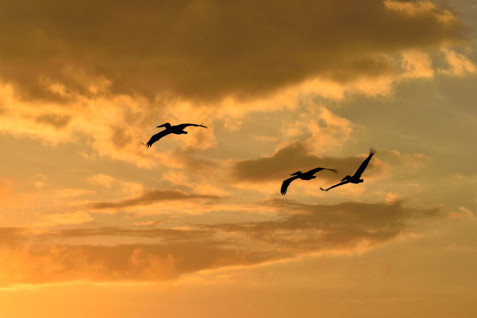 Avian pelicans flying sky