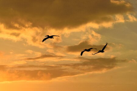 Avian pelicans flying sky photo