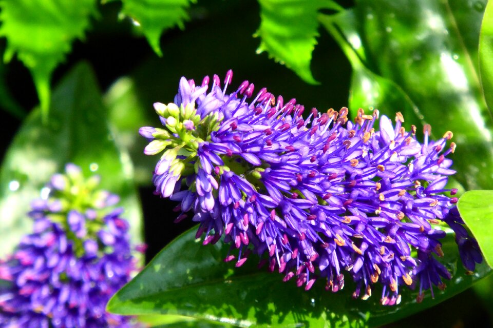 Tropics nature flower