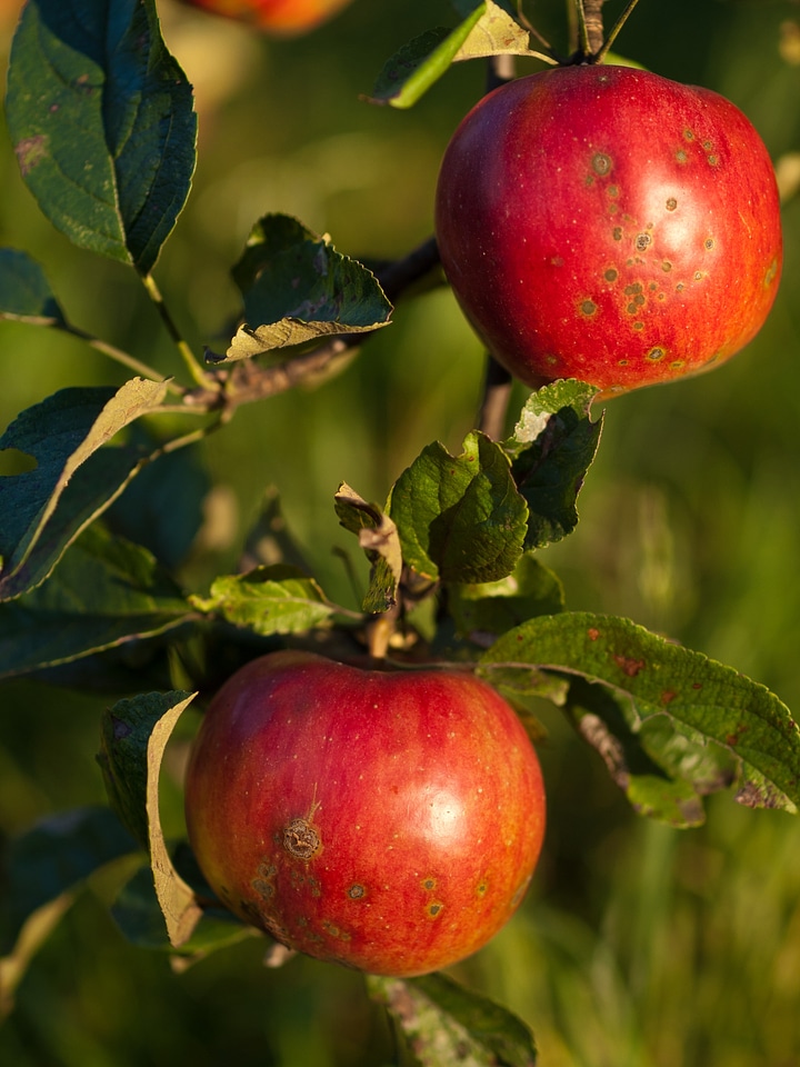Fruit eating healthy healthy food
