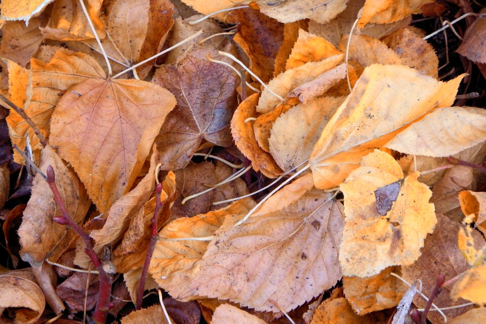 Fall foliage fall color autumn colours