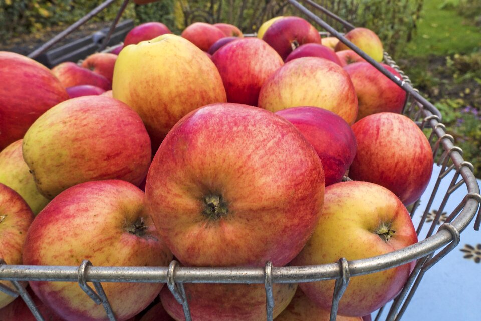 Summer apple fruit healthy