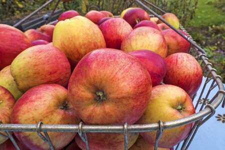 Summer apple fruit healthy