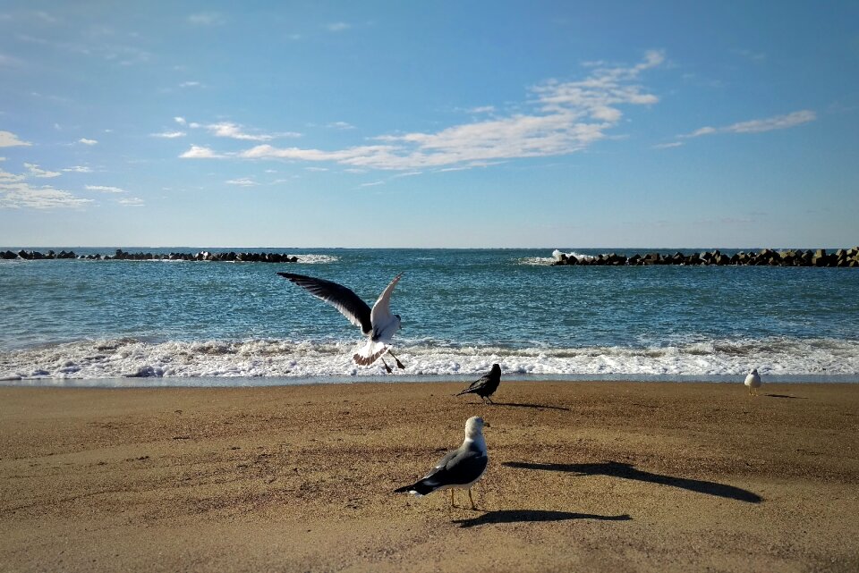Beach seagull birds of the sea