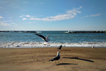 Beach seagull birds of the sea