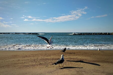 Beach seagull birds of the sea photo