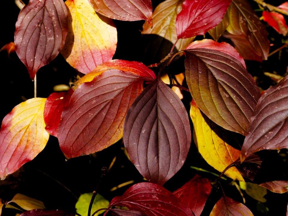 Nature autumn leaves red color
