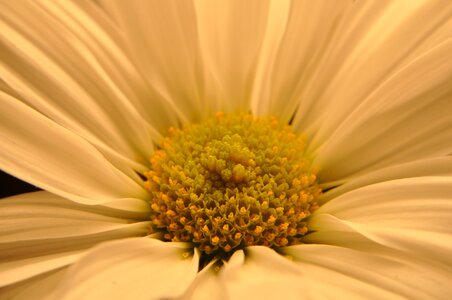 Petals pollination photo