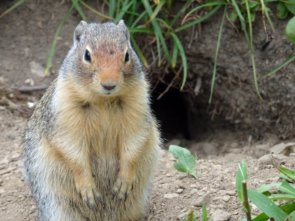 Wildlife park mammal