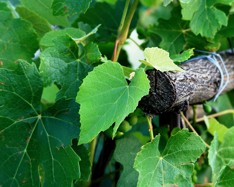 Green vineyard pole