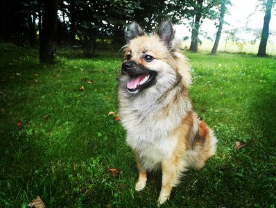 Dog on the grass small dog fur