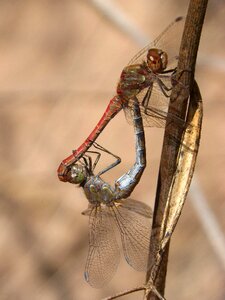 Insects mating mating branch photo