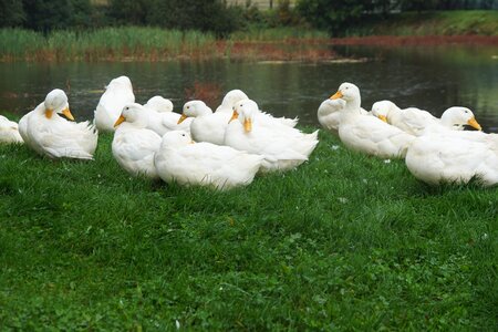 Nature breeding swim
