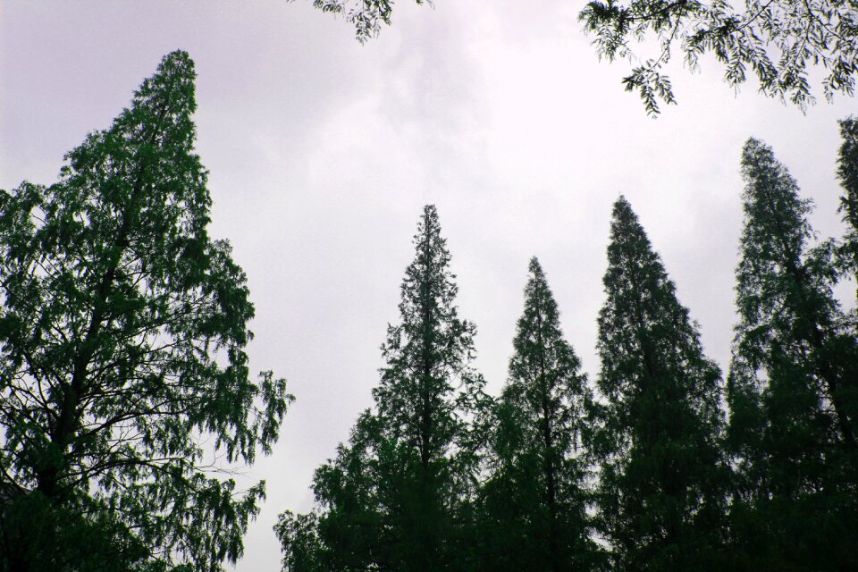 Sky autumn metasequoia
