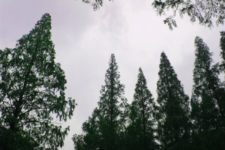 Sky autumn metasequoia