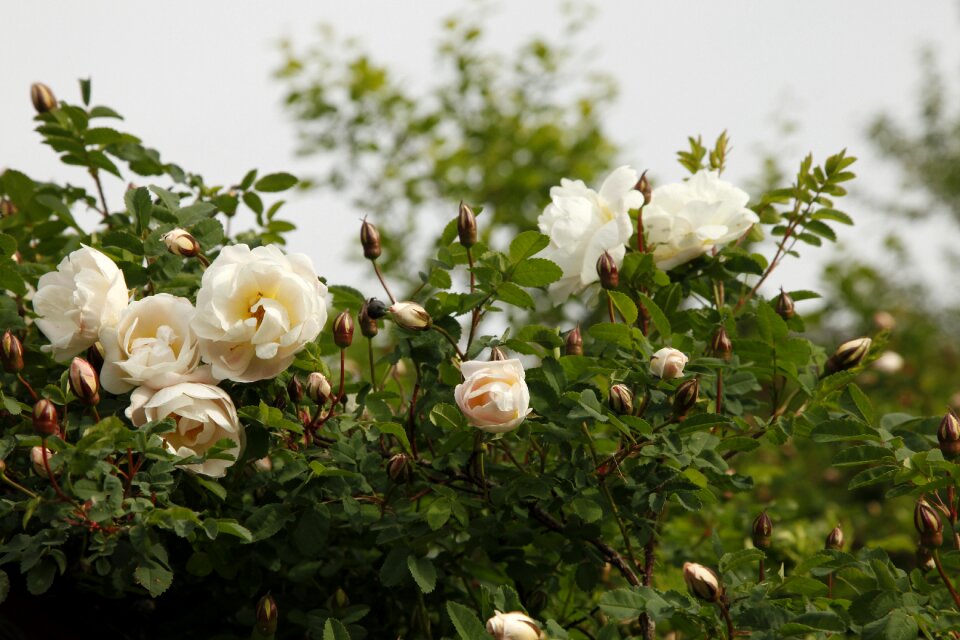 Midsummer roses flower the white rose