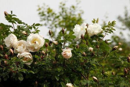Midsummer roses flower the white rose