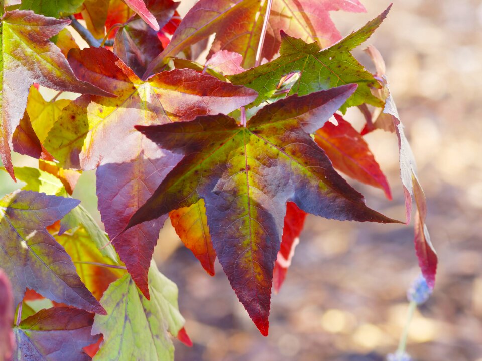 Colored autumn leaves macro