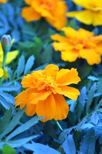 Gerberas florist spring