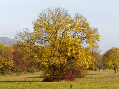 Autumn landscape field foliage photo