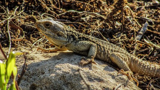Reptile camouflage fauna
