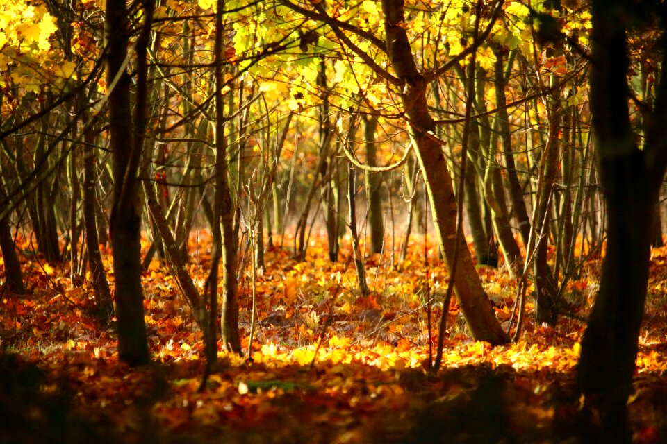 Leaves fall foliage fall color photo