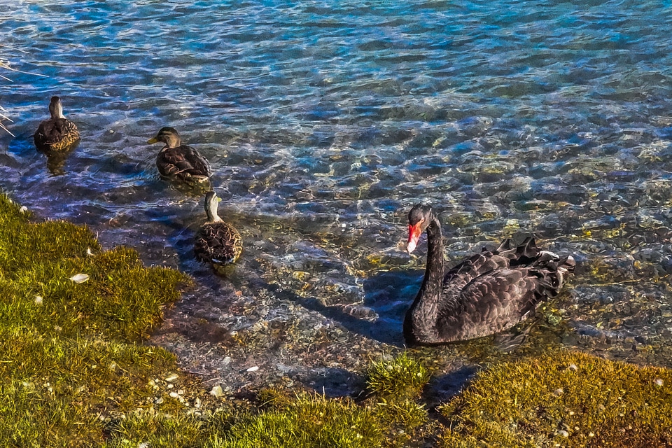 New zealand lake wakatipu fly