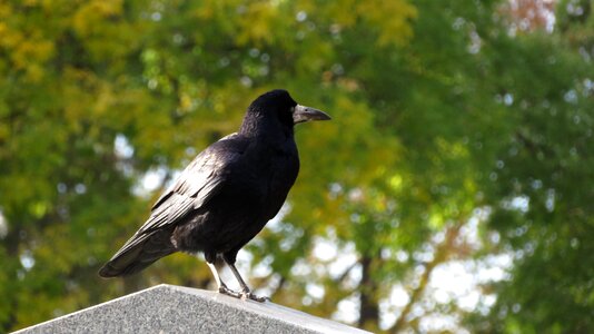Autumn black bird