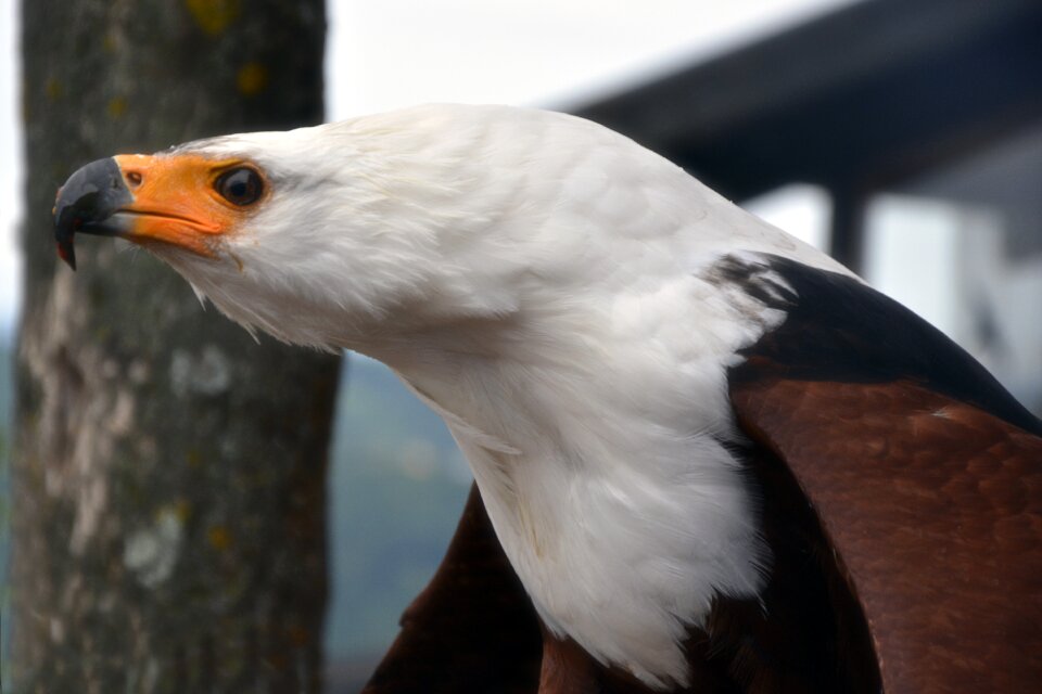 Falconry portrait african fish eagle