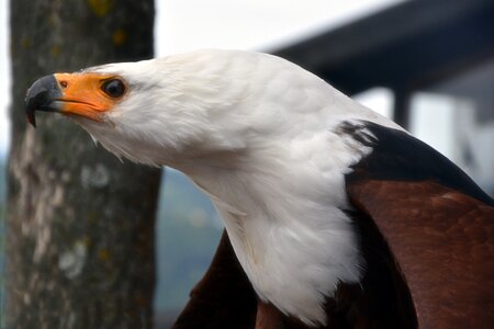 Falconry portrait african fish eagle