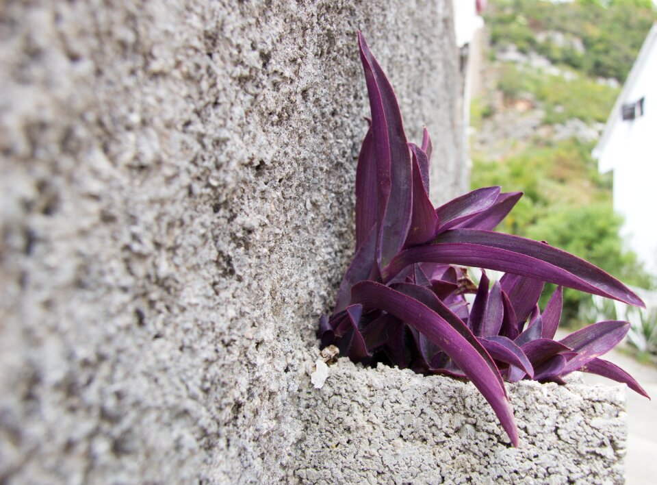 Rough cement brick photo