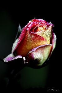 Flower red rose plant