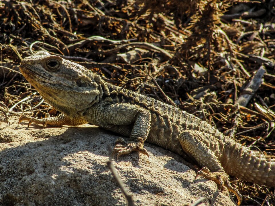 Reptile camouflage fauna