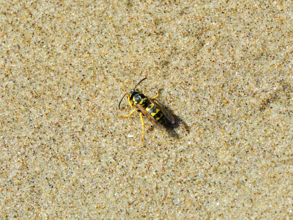 Grains of sand sand