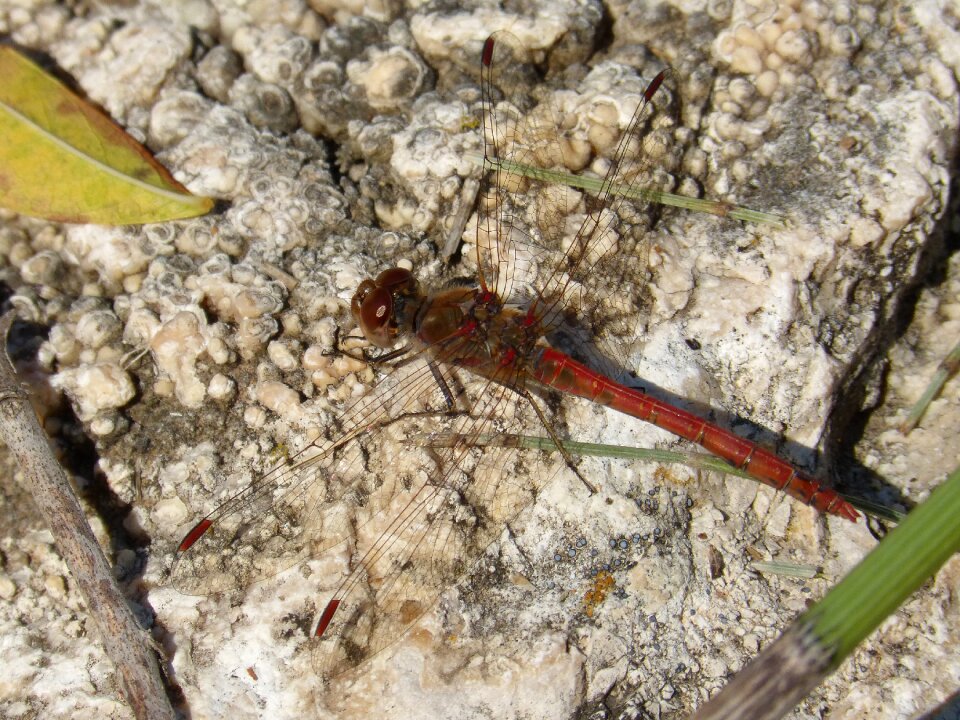 Detail winged insect annulata trithemis