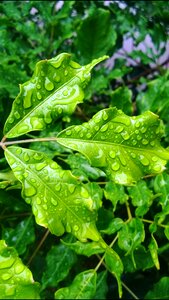 Water green leaf photo