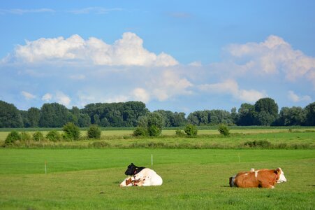 Cows whey cow