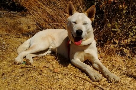 Happy dog pet animal