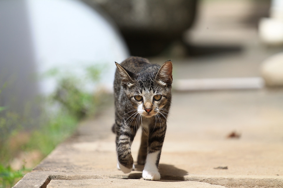 Walking lonely animal