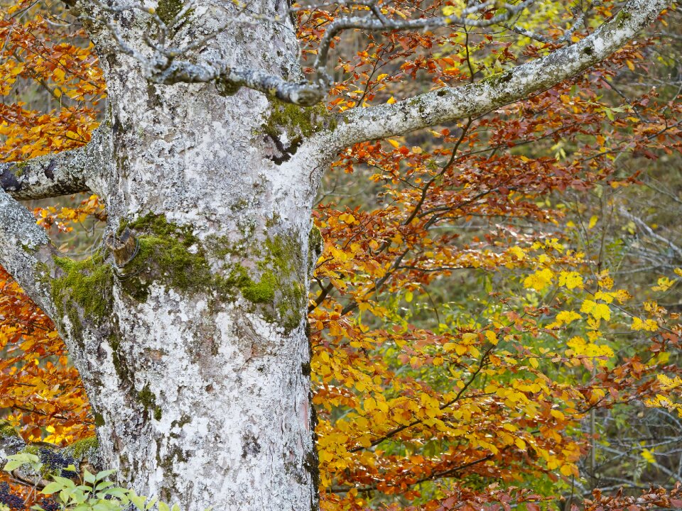 Fall autumn leaf tree leaf