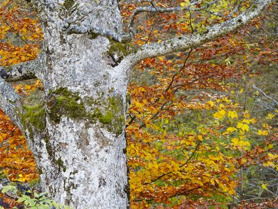 Fall autumn leaf tree leaf photo